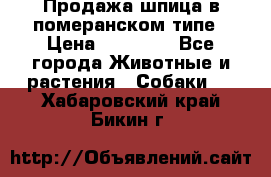 Продажа шпица в померанском типе › Цена ­ 20 000 - Все города Животные и растения » Собаки   . Хабаровский край,Бикин г.